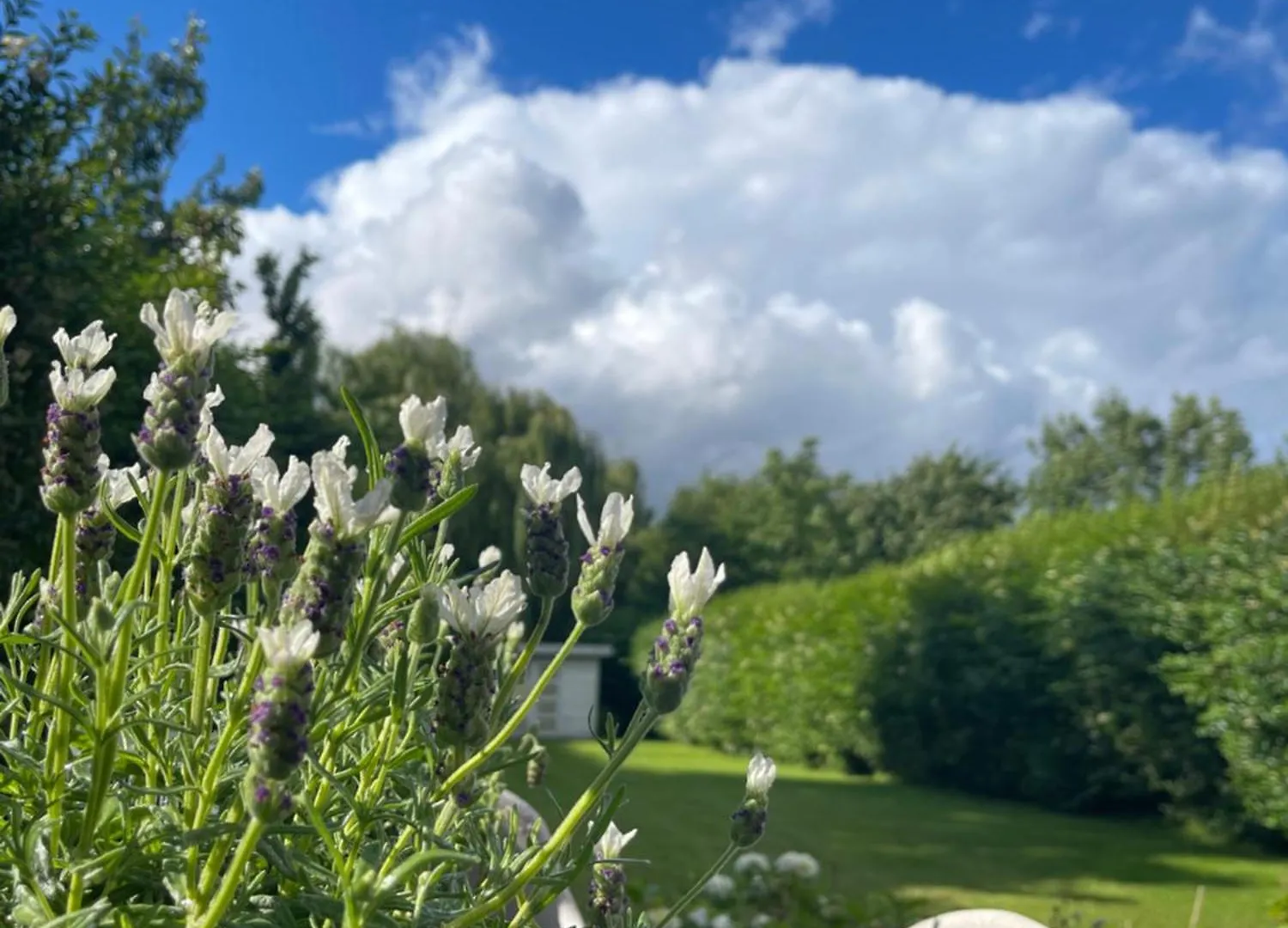 Dreamland Bed & Breakfast Zaventem